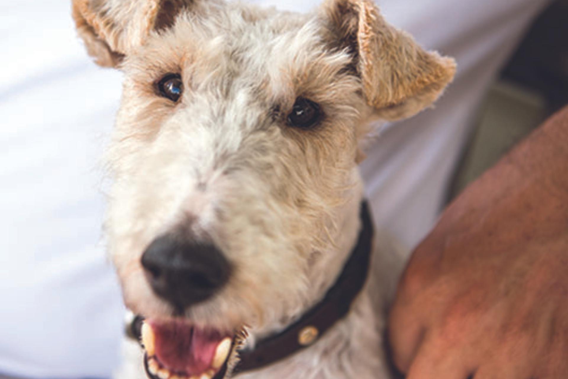 Vacation Rentals that allow dogs