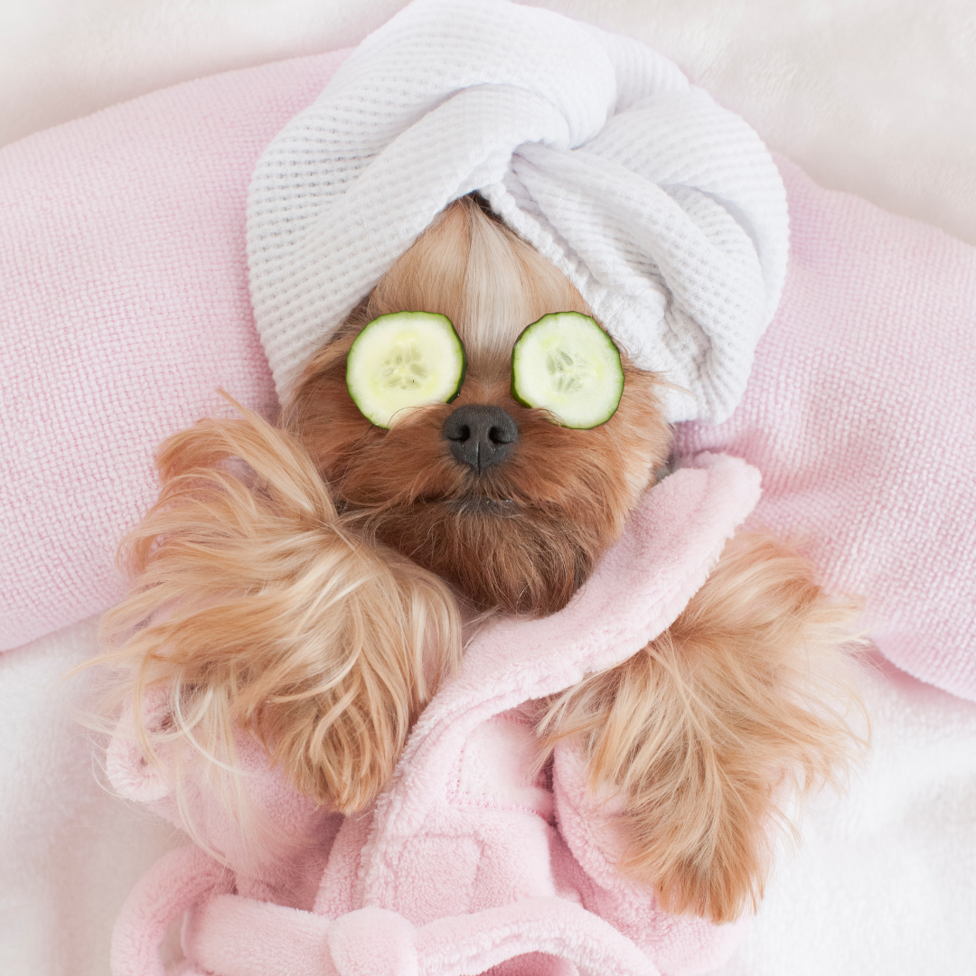 dog spa day
